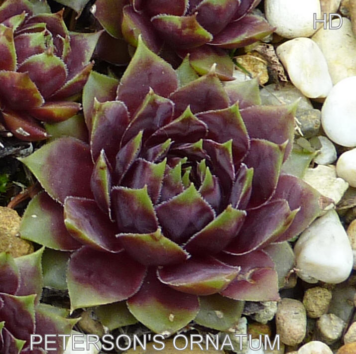 Peterson's Ornatum