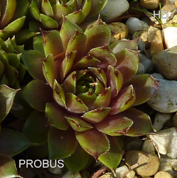 Probus