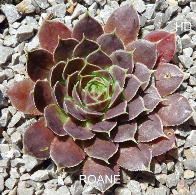 Roane / Jovi