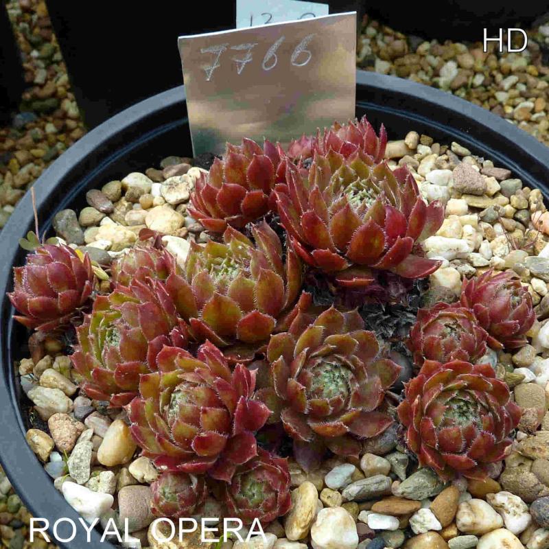 Royal Opera