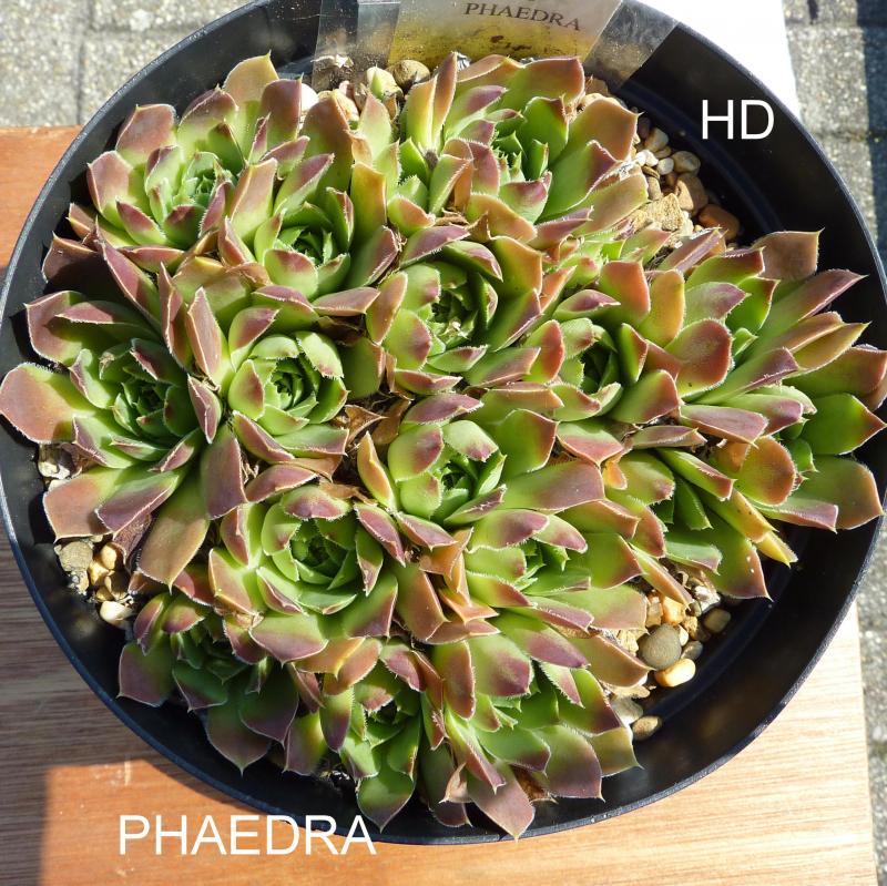 Pheadra / Jovi