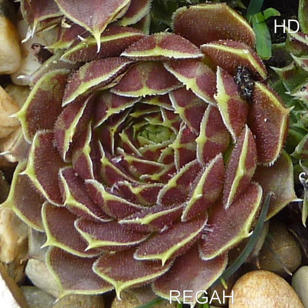 Regah / Jovi
