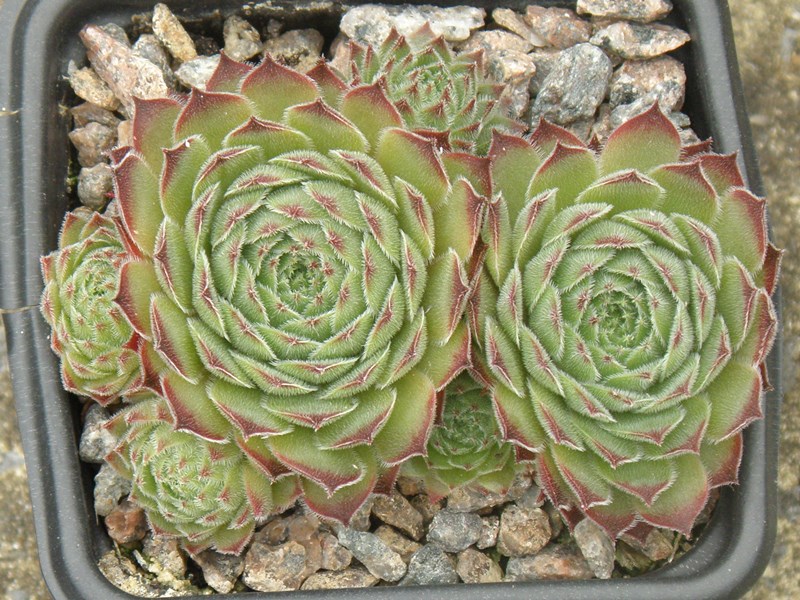 Royal Flush