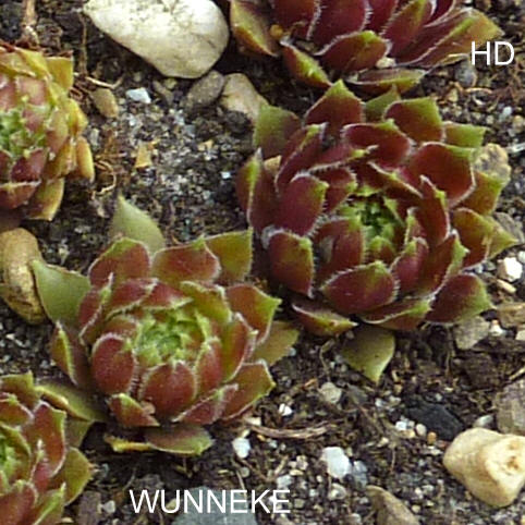 Wunneke