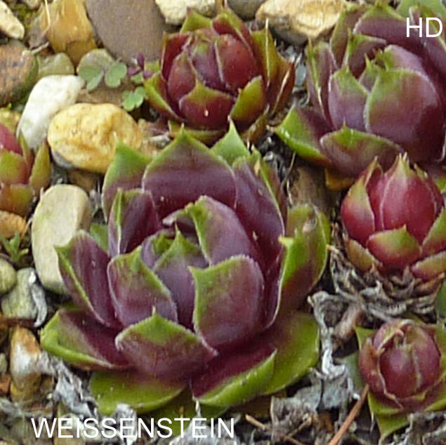 Weissenstein
