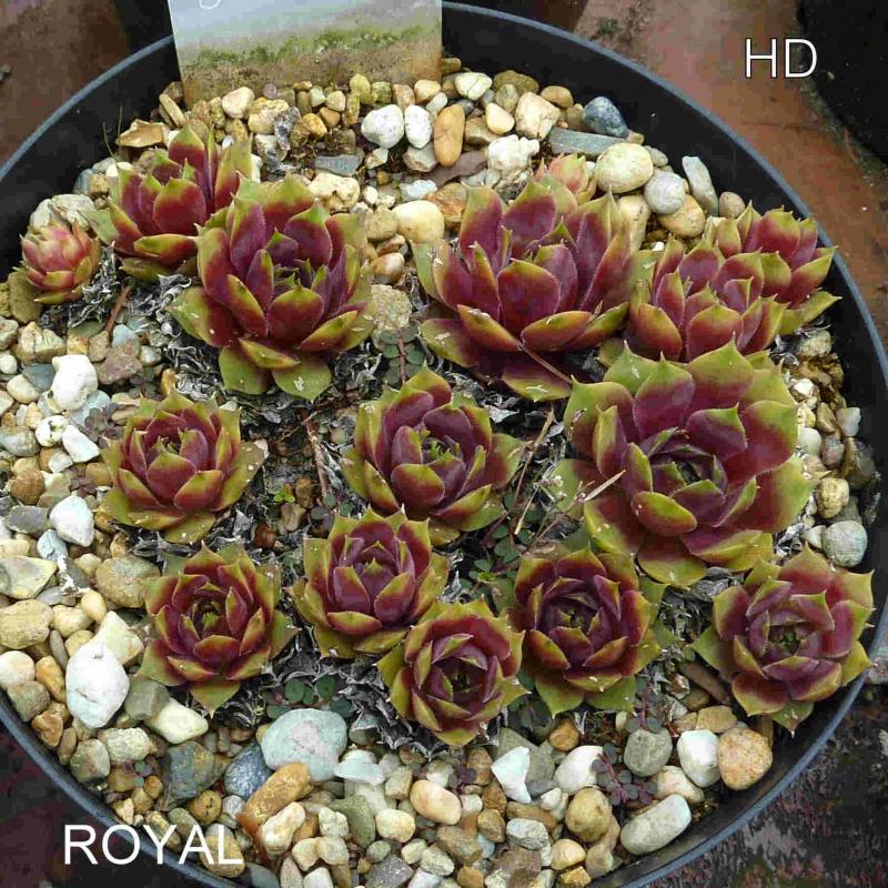 Royal