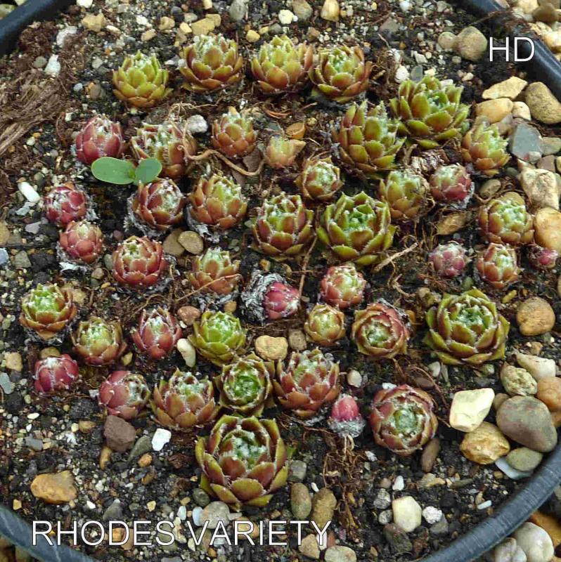 Rhodes Variety