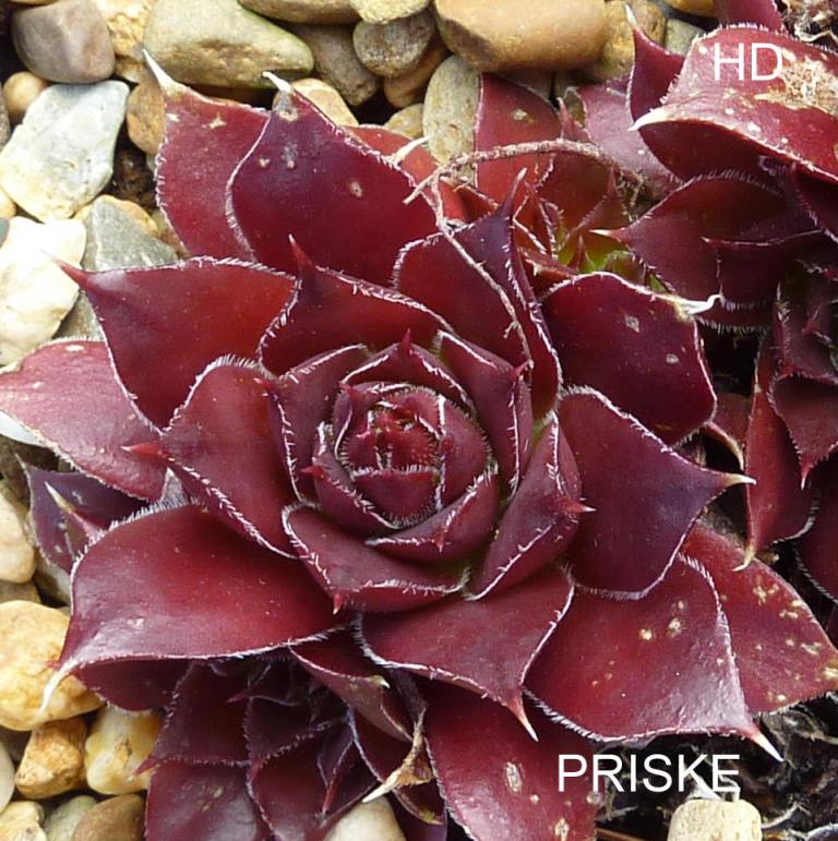 Priske / Jovi