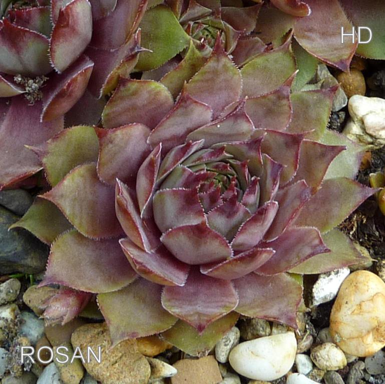 Rosan