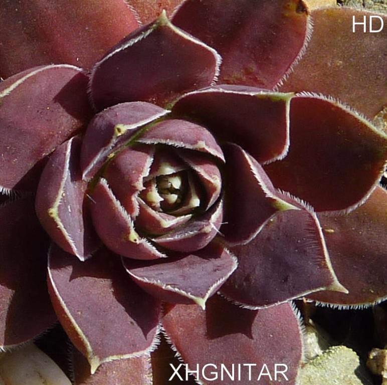 Xhgnitar / Jovi