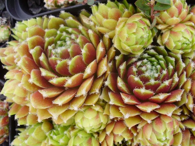 Rhodes Variety