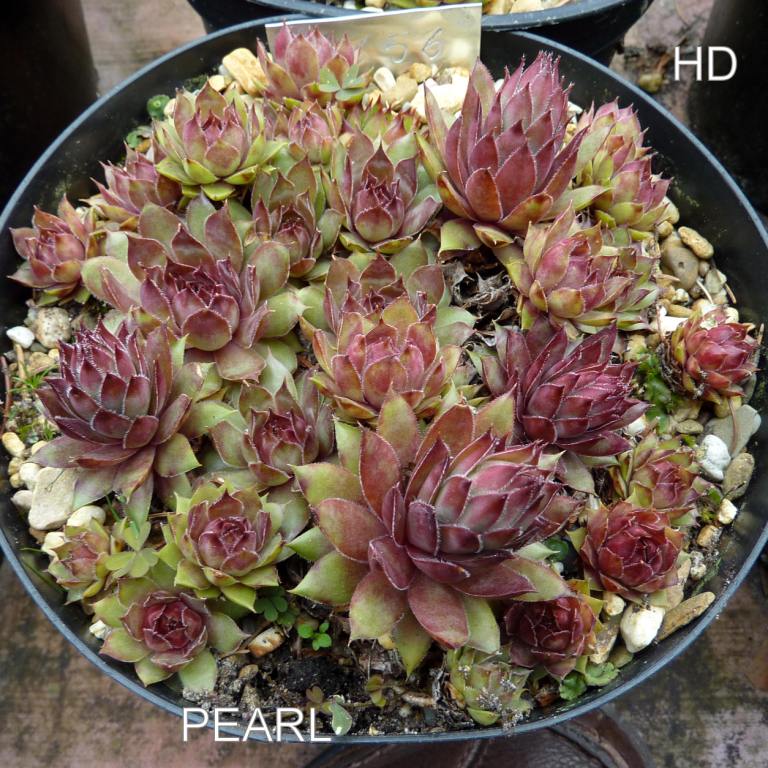Pearl