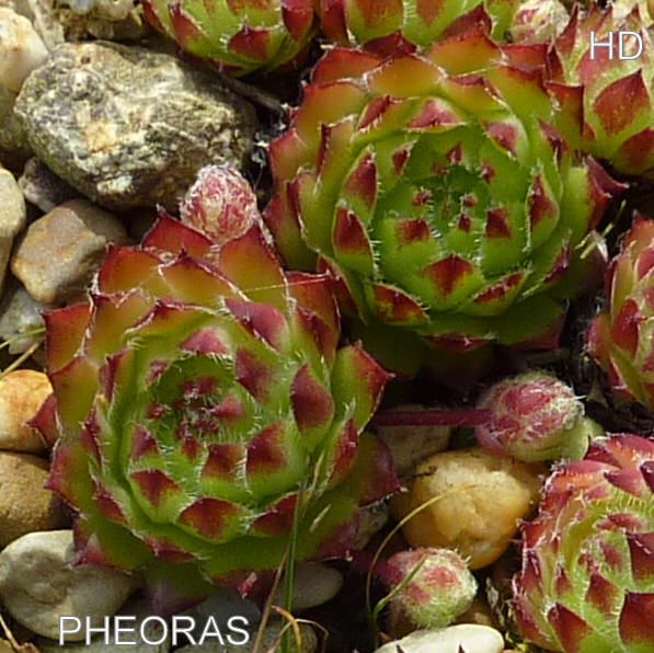 Pheoras