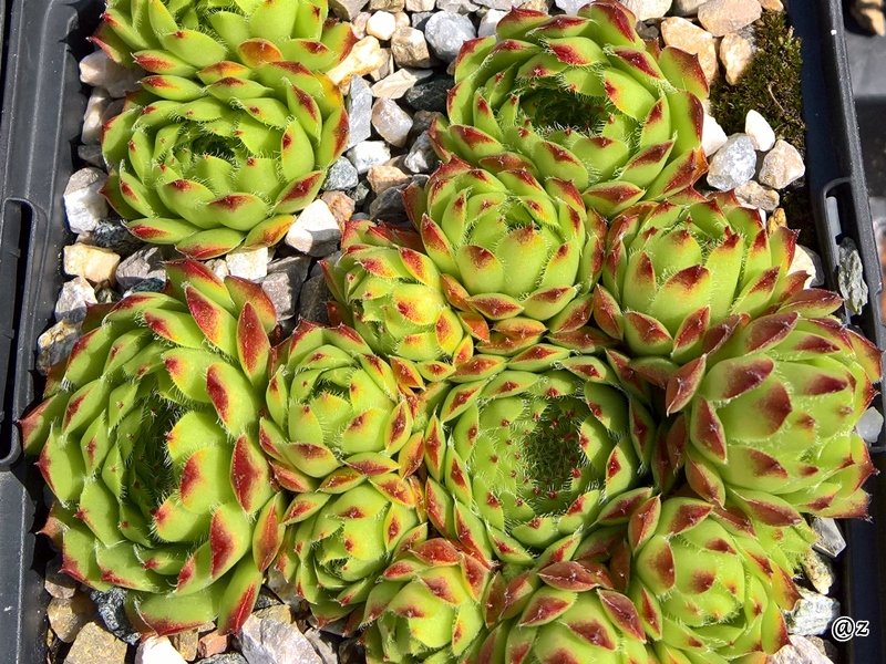 Pheoras