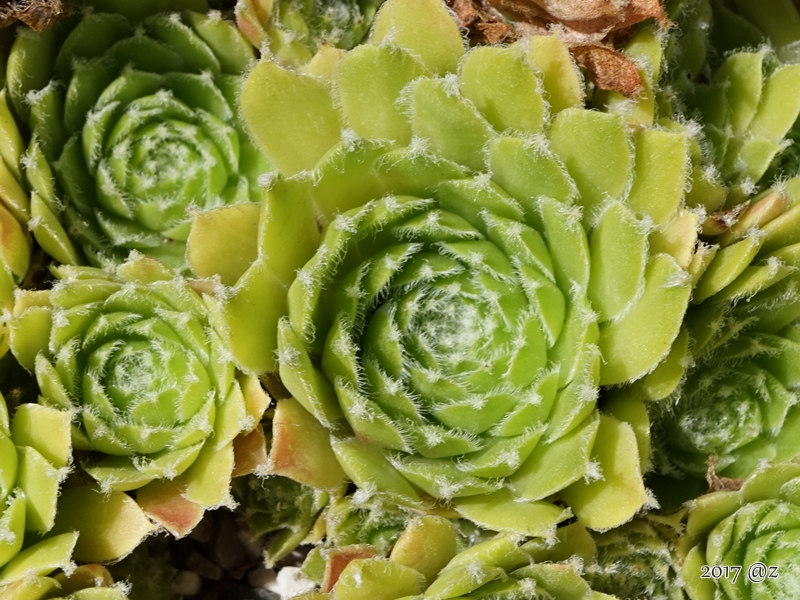 Rhodes Variety