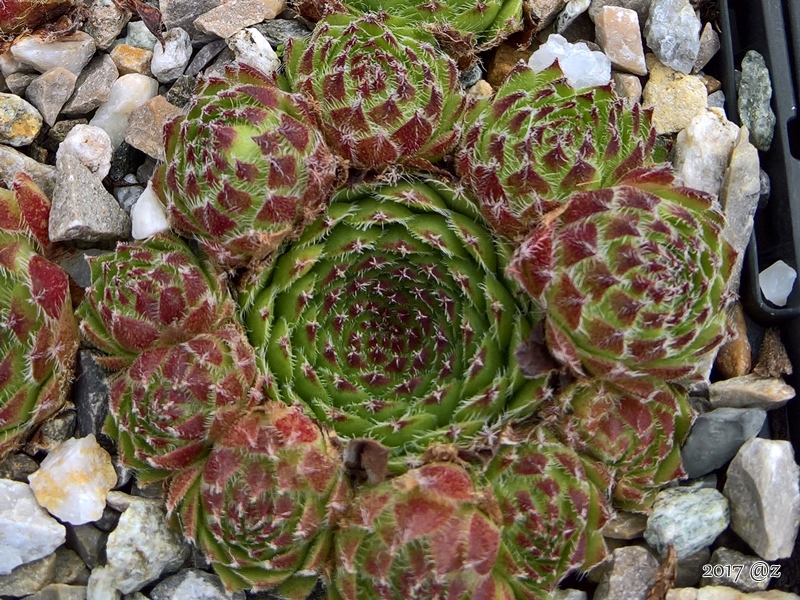 Pheoras