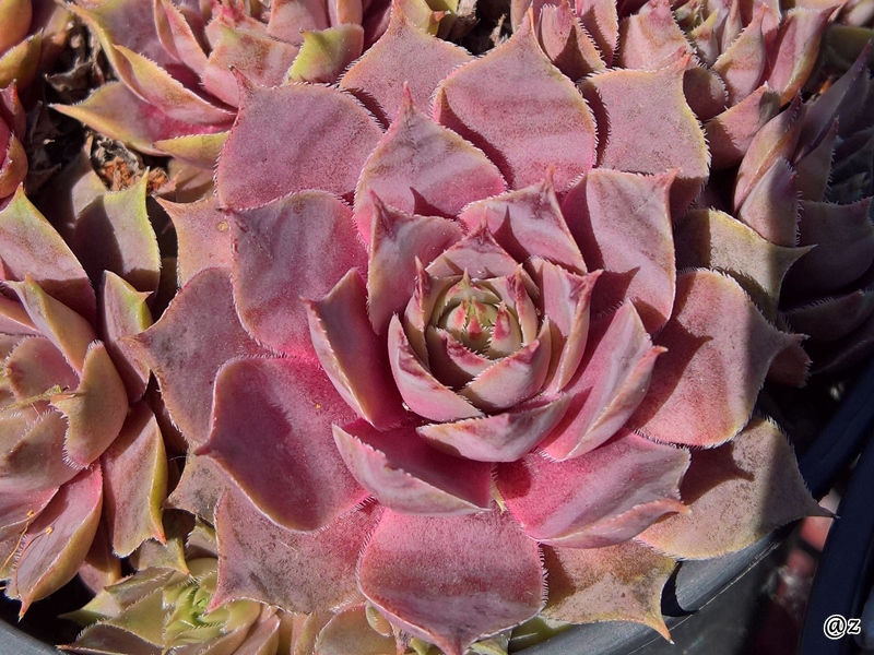 Zilver Pink