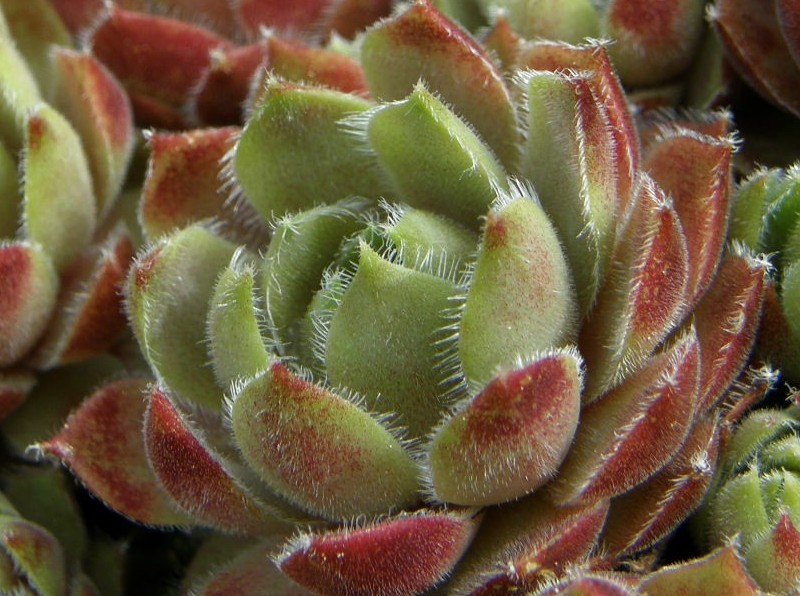 Petpuska