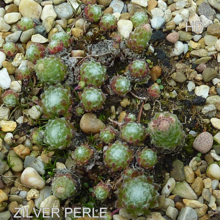 Zilver Perle
