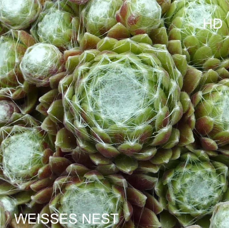 Weisses Nest
