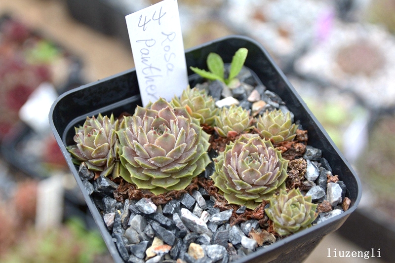 Rosa Panther