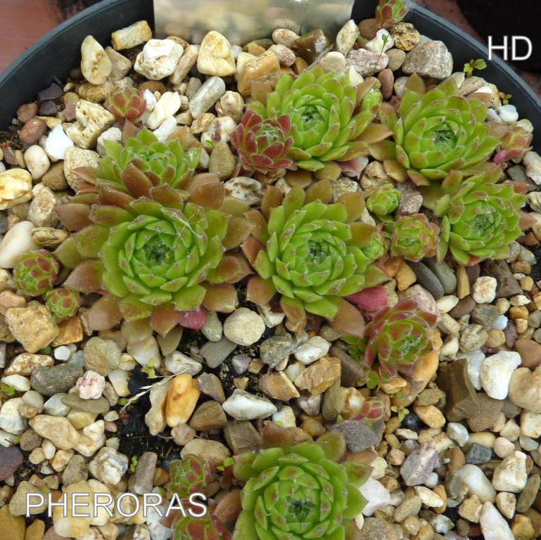 Pheroras