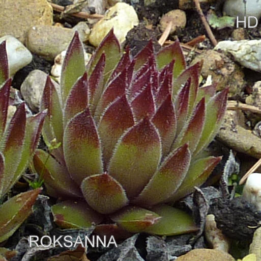 Roksanna