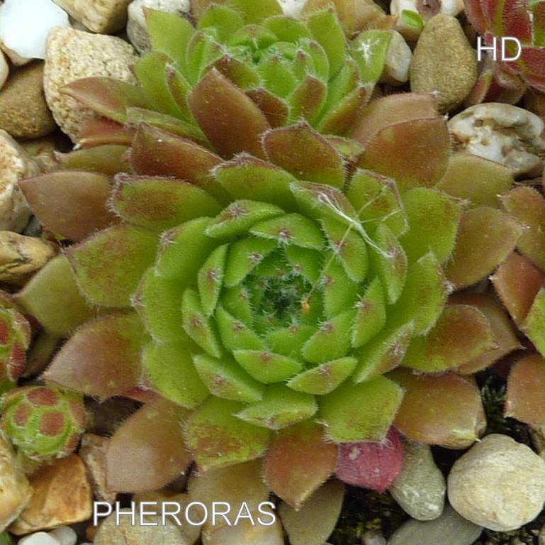 Pheroras