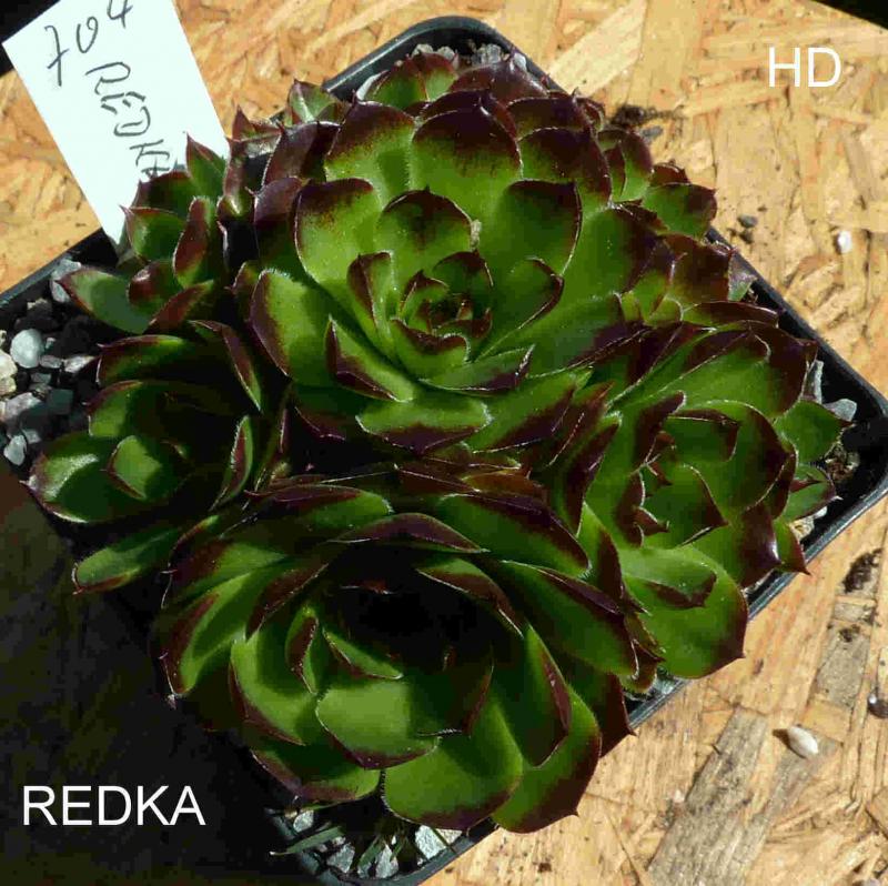 Redka / Jovi