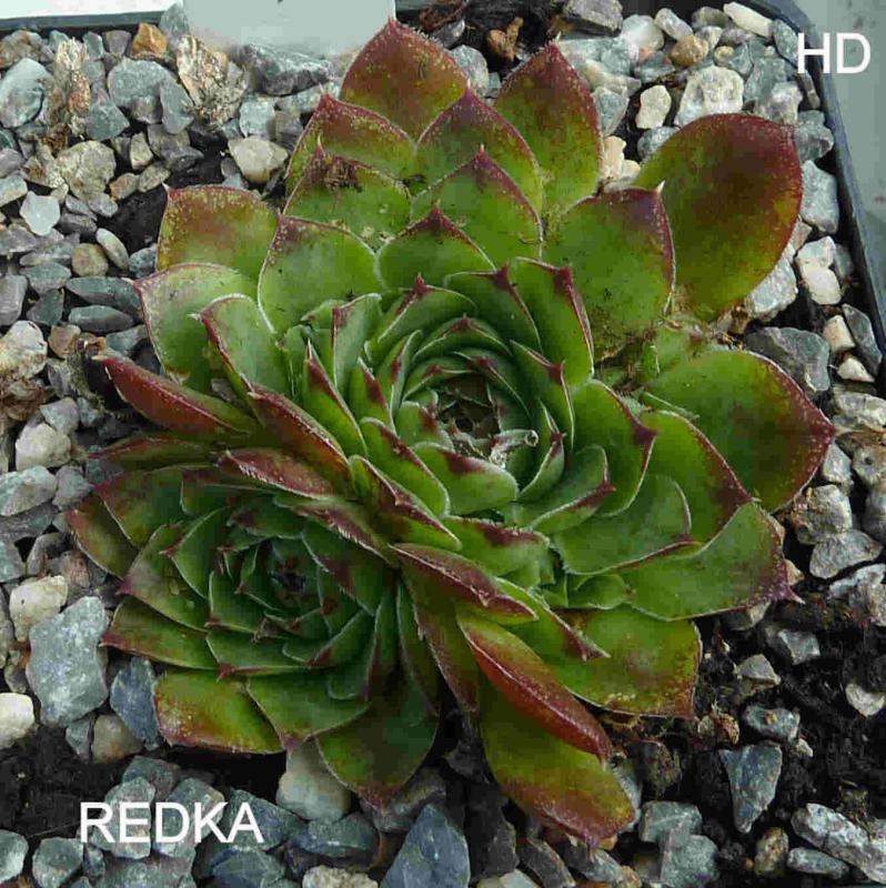 Redka / Jovi