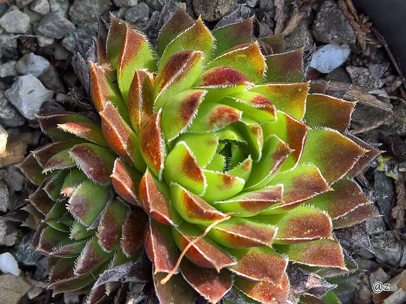 Ritz / Jovi