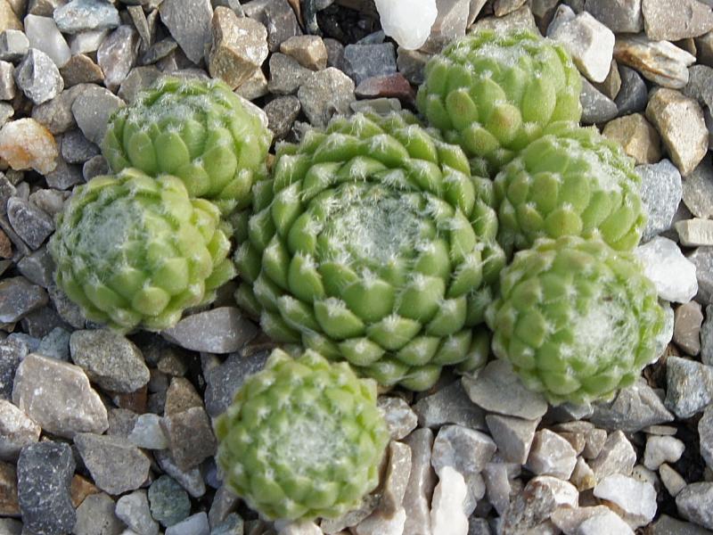 Zilver Perle