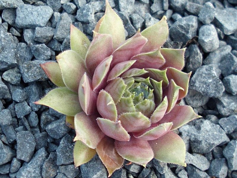 Purple Beauty