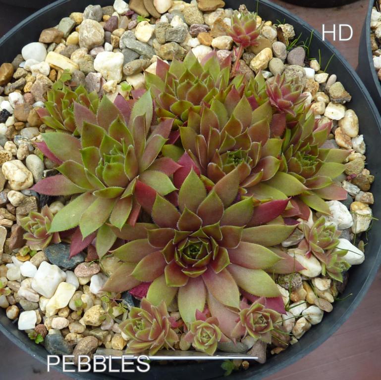 Pebbles