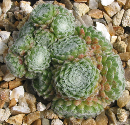 Zilver Perle