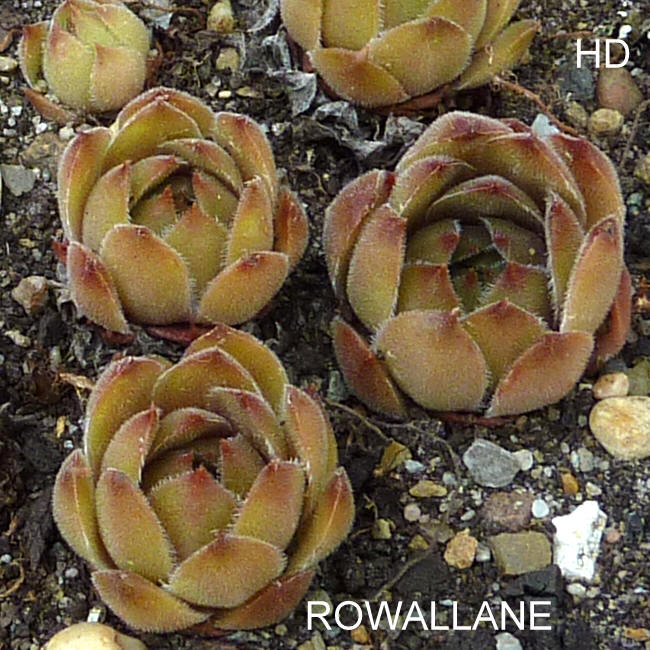 Rowallane