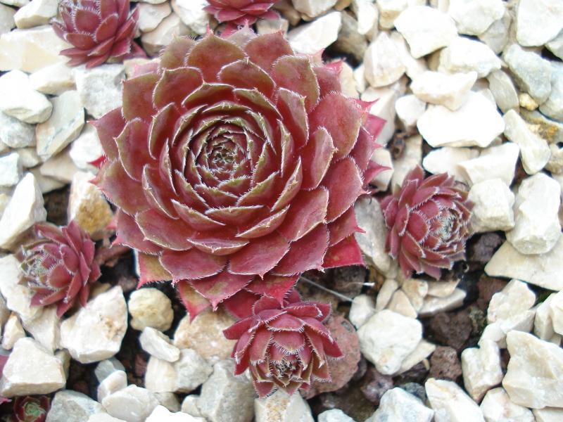 Pfälzer Hartriegel