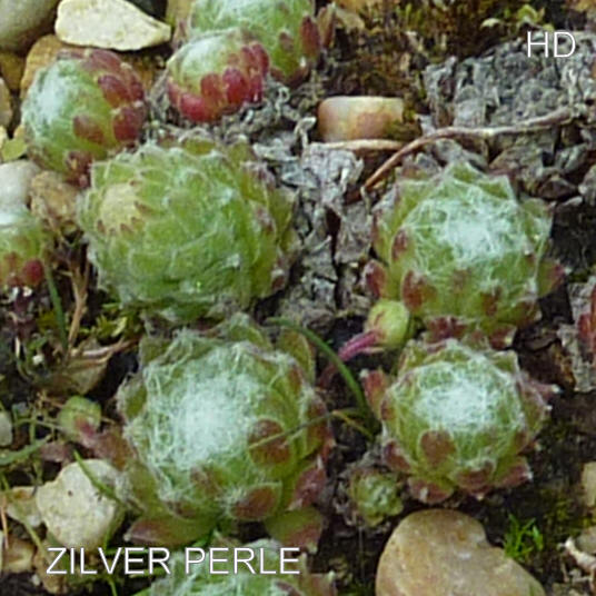 Zilver Perle