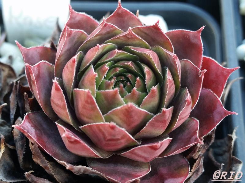 Rita's Rose
