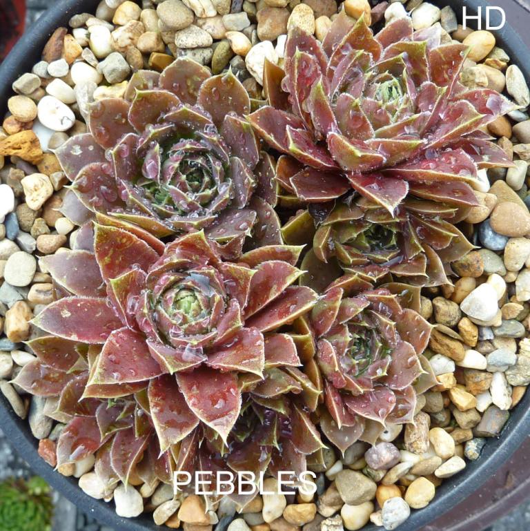 Pebbles / Jovi