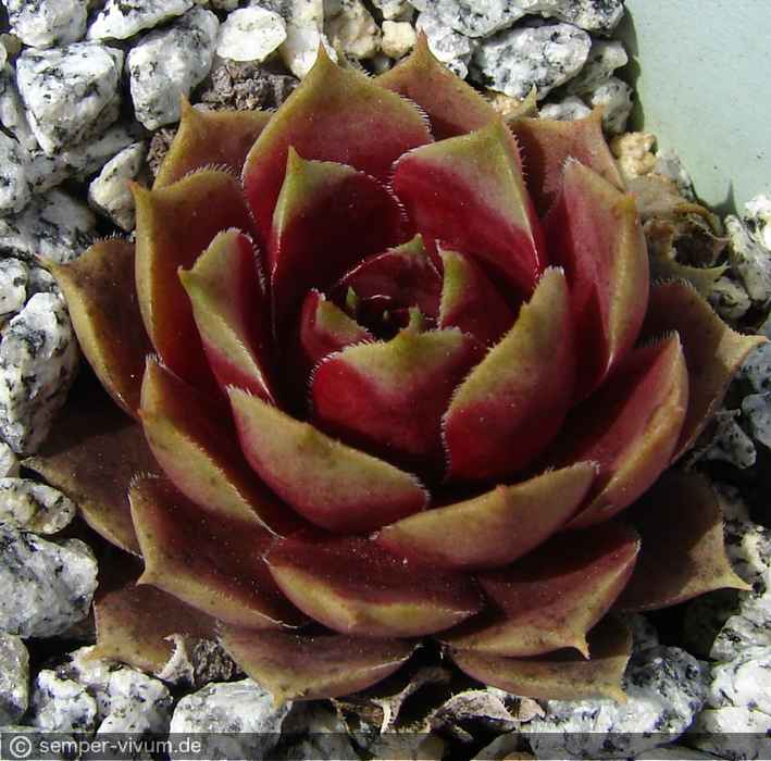 Petra