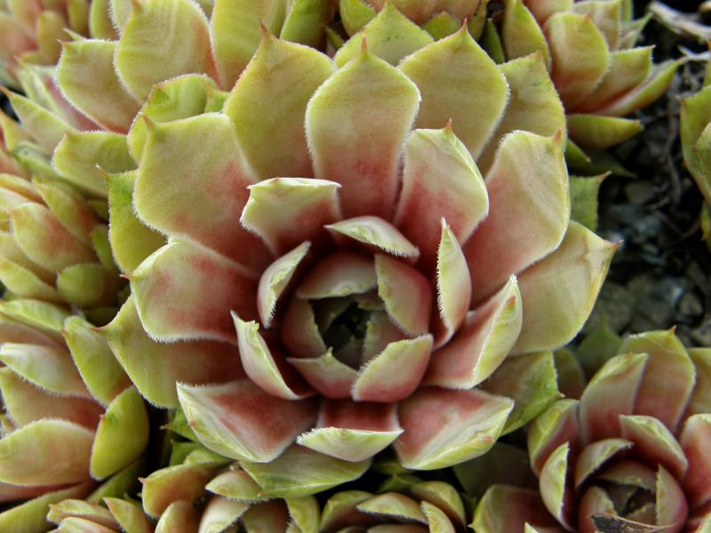 Rita's Rose