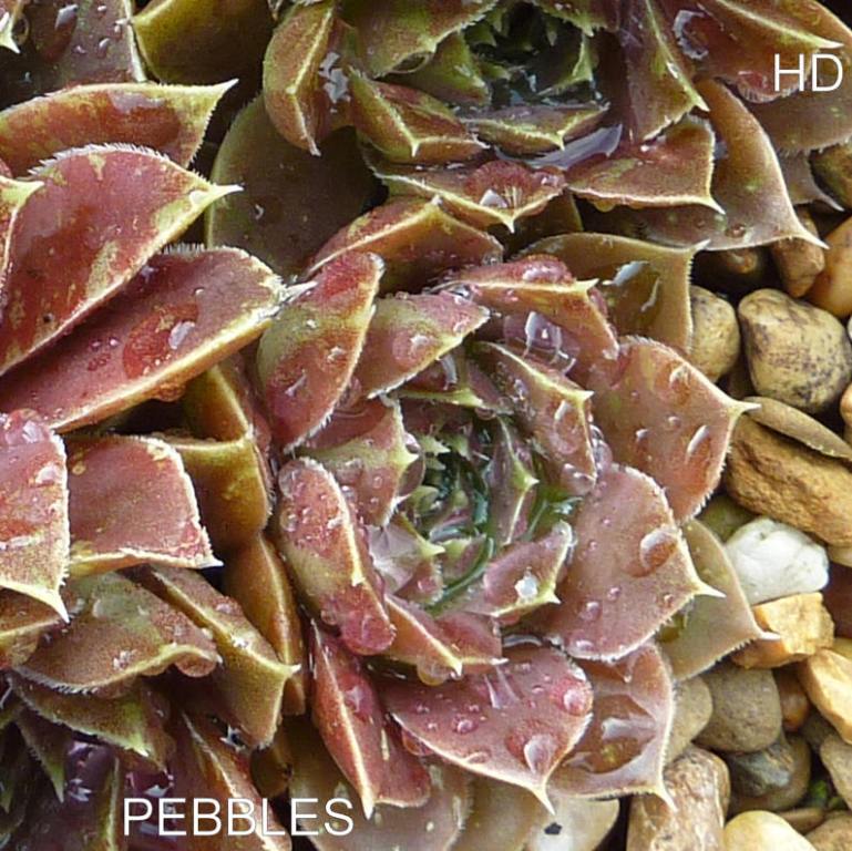 Pebbles / Jovi