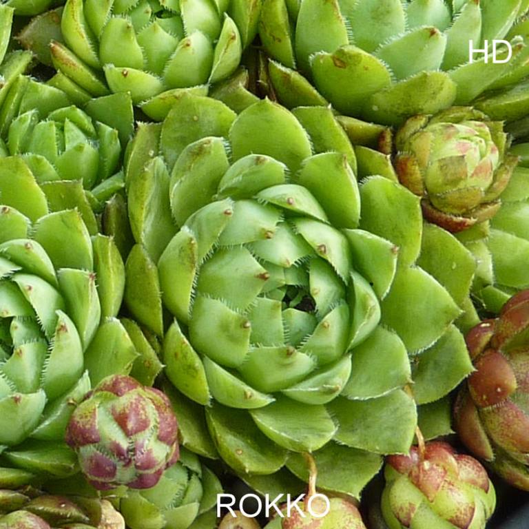 Rokko / Jovi