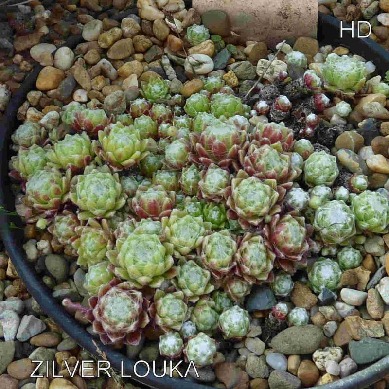 Zilver Louka