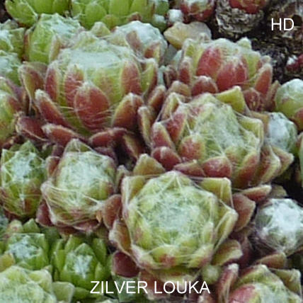 Zilver Louka