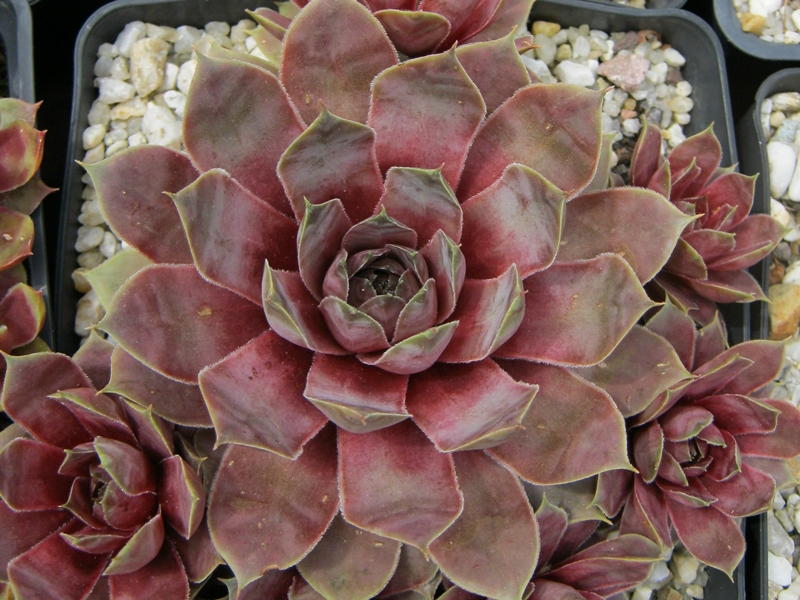 Rita's Rose