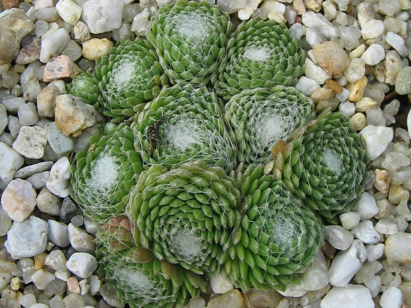 Weissfilz