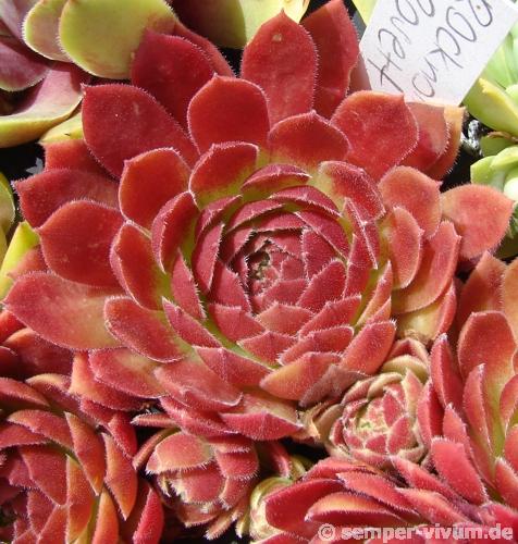 Rocknoll Rosette