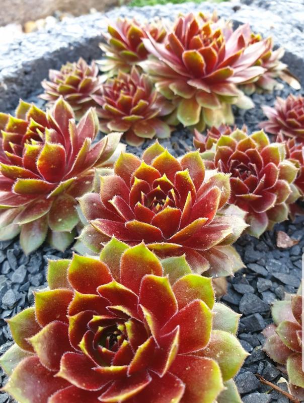 Rocknoll Rosette